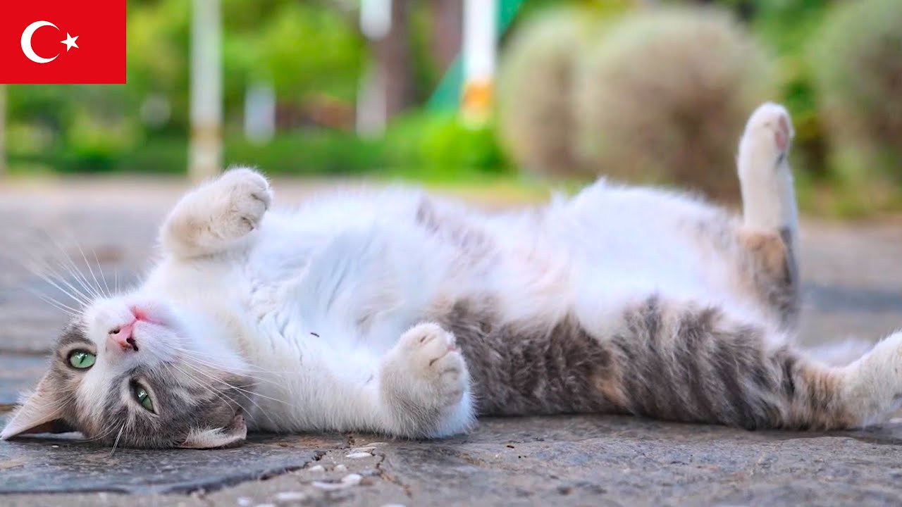 Ленивый день в Стамбуле: Спокойная поза кота [4K]