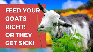 What Do Goats Eat? What do goats eat for treats? | What do goats eat in the winter? | Feed a goat