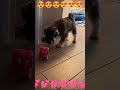 Dog Playing💕 #love#funny #playing #dog @naxBiggio74MEF3