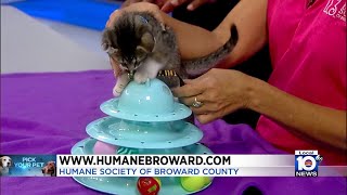 Kitten, dog at Broward shelter in need of 'furever' homes