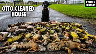 This Place Was Overrun With Iguanas