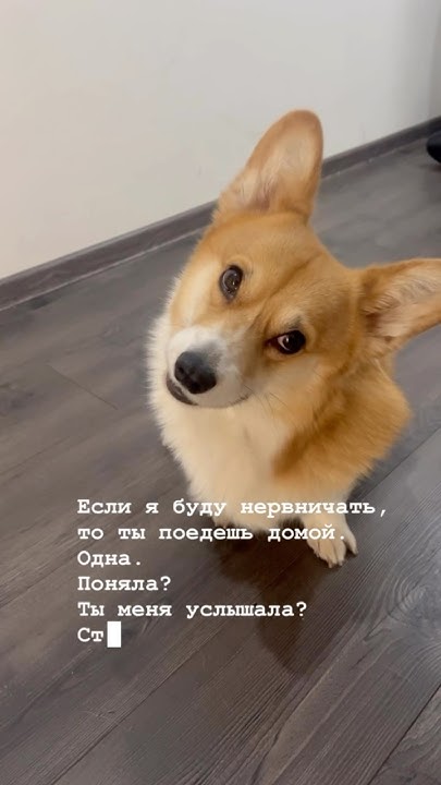 Начальника зачем ругаешься? #корги #corgi - YouTube
