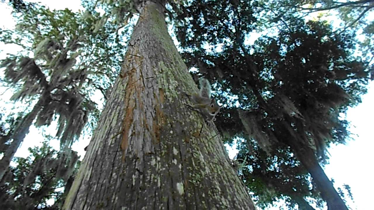 Apollo comes down from his tree - YouTube