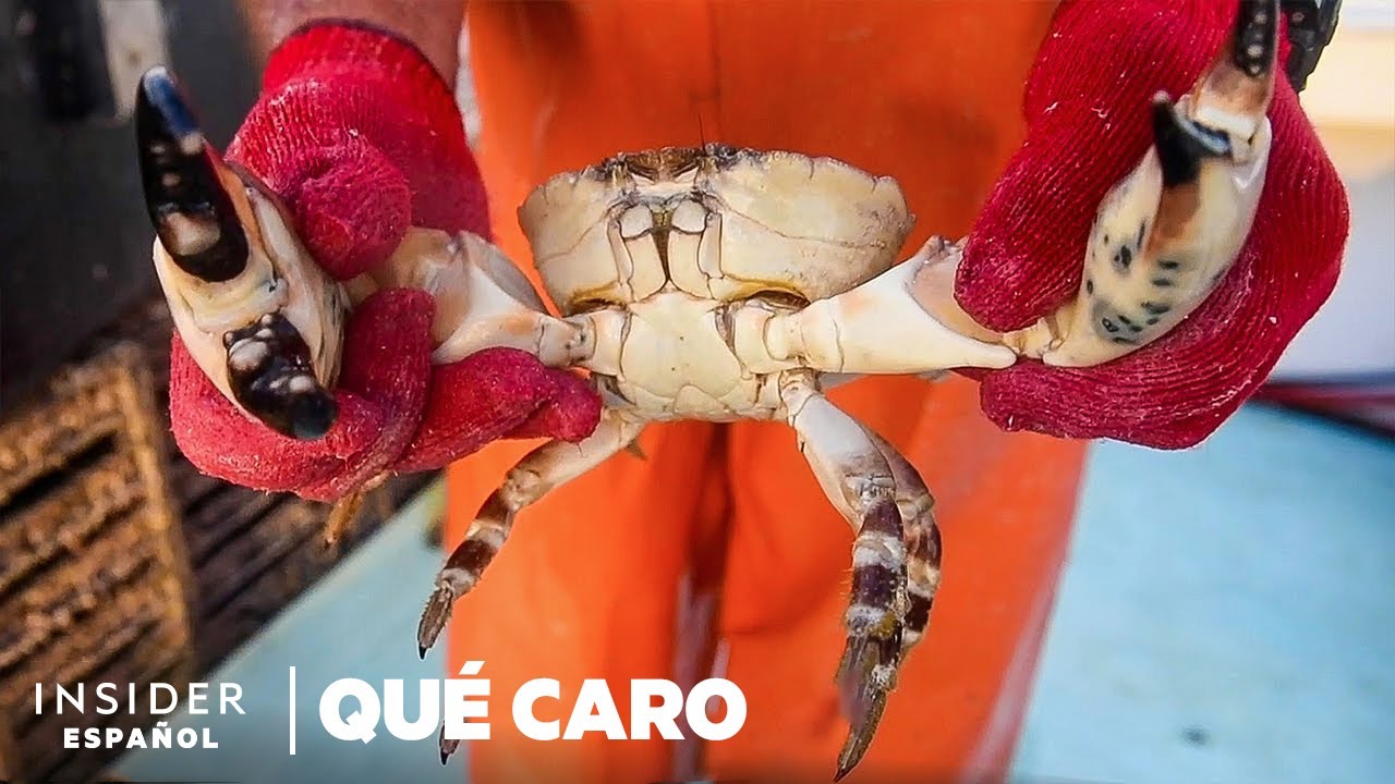 Por qué las pinzas de los cangrejos de piedra son tan caras | Qué caro