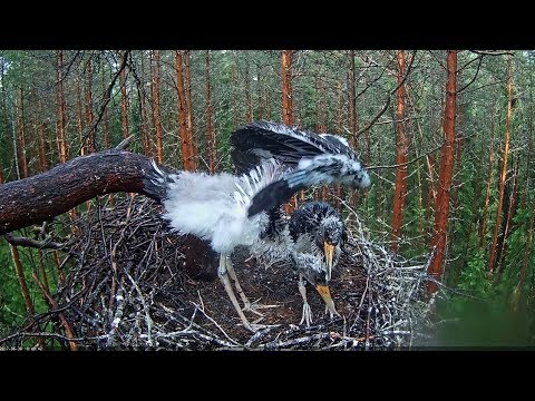 2017/06/30 18h44m ~Storklet