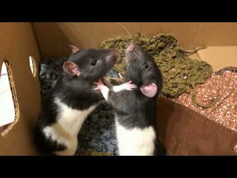Крысы дерутся  Когда нужно вмешаться?! #ratsfight #animal #крысы