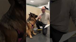 🐾 Giornata Mondiale dei Diritti degli Animali 🐾