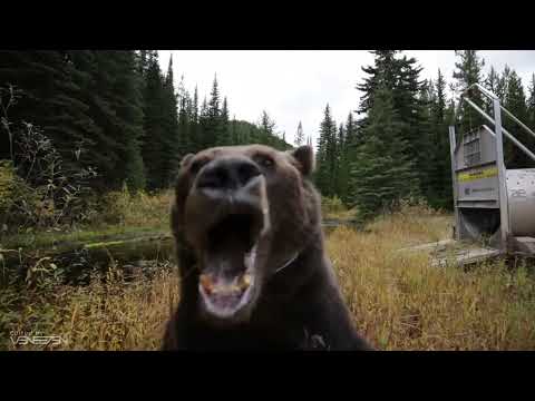 ‎‎‎‎‎Laggy Bear Edit GIF Meme but in 4K‎‎‎‎‎‎‎‎‎ Full Version