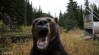 laggy Bear Edit Gif Meme But In 4k  Version