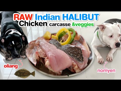 pit-bulls-1st-time-eat-raw-indian-halibut-fillets-and-chicken-carcasses-and-mini-salad-[asmr]