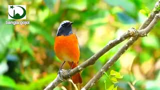 Aj keno prithibi ta lage eto sundor l আজ কেন পৃথিবী টা লাগে এতো সুন্দর l bangla new islamic gojol