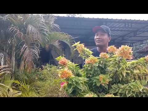 Deurne 2025 De jongens van de Snackbar vieren feest