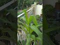 #shorts #viral #youtube #balcony Garden