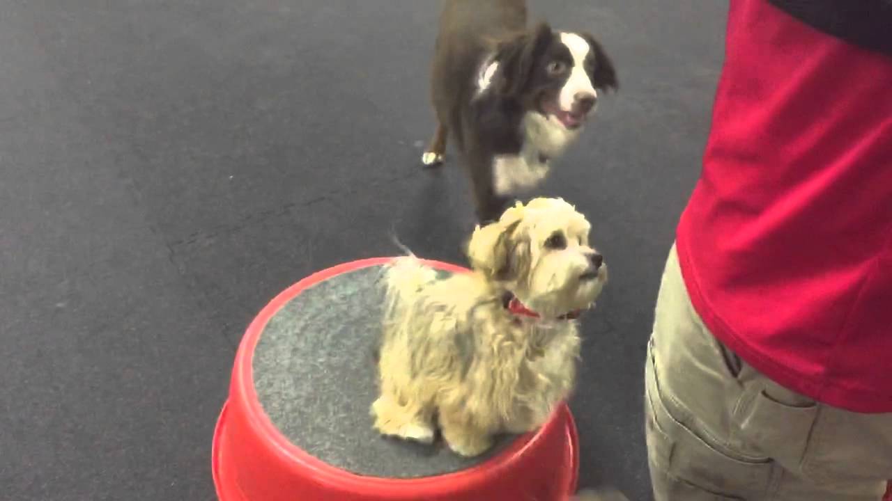 Barkchip - 6 month old Havaton