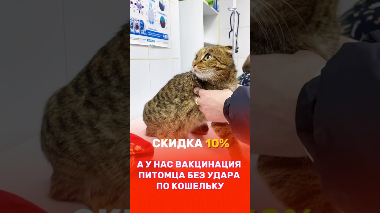 Вакцинируйте своего питомца по приятной цене ♥️ #ветеринарныйврач #животные #вакцинация #питомцы
