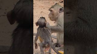 very delicious let me eat too #adorableanimals #monkeychallenge #monkey #animals #cute