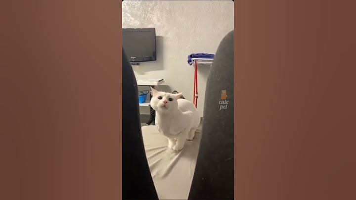 Pisici amuzante