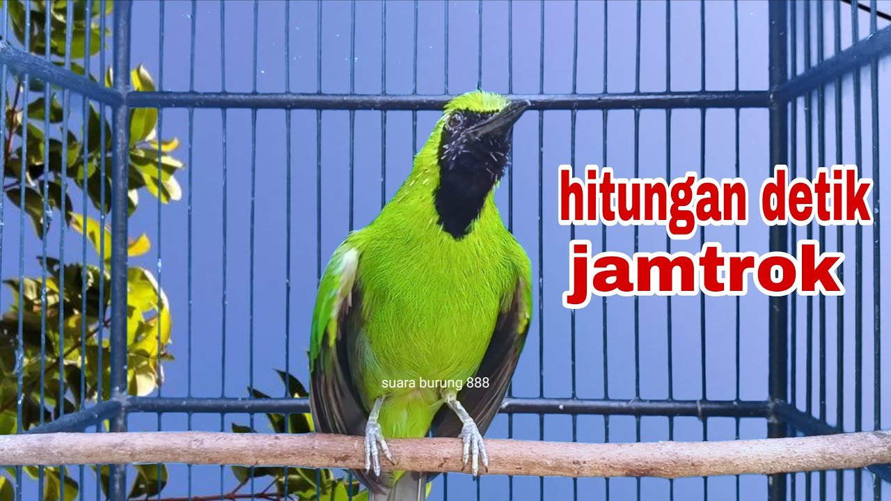 Cucak Ijo Gacor Full Isian Tembakan,Ampuh Untuk Pancingan Cucak Ijo Bahan Langsung Jamtrok