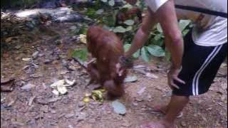 Friendly Orang Utan in Bukit Lawang, Indonesia