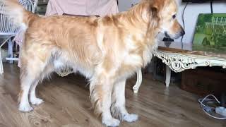 Kedi Kavgasını Ayıran Abi Köpek