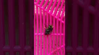 The Dead Fly in Elk Grove Part 41