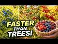 These 9 Tiny Bushes Produce MORE Food Than Fruit Trees