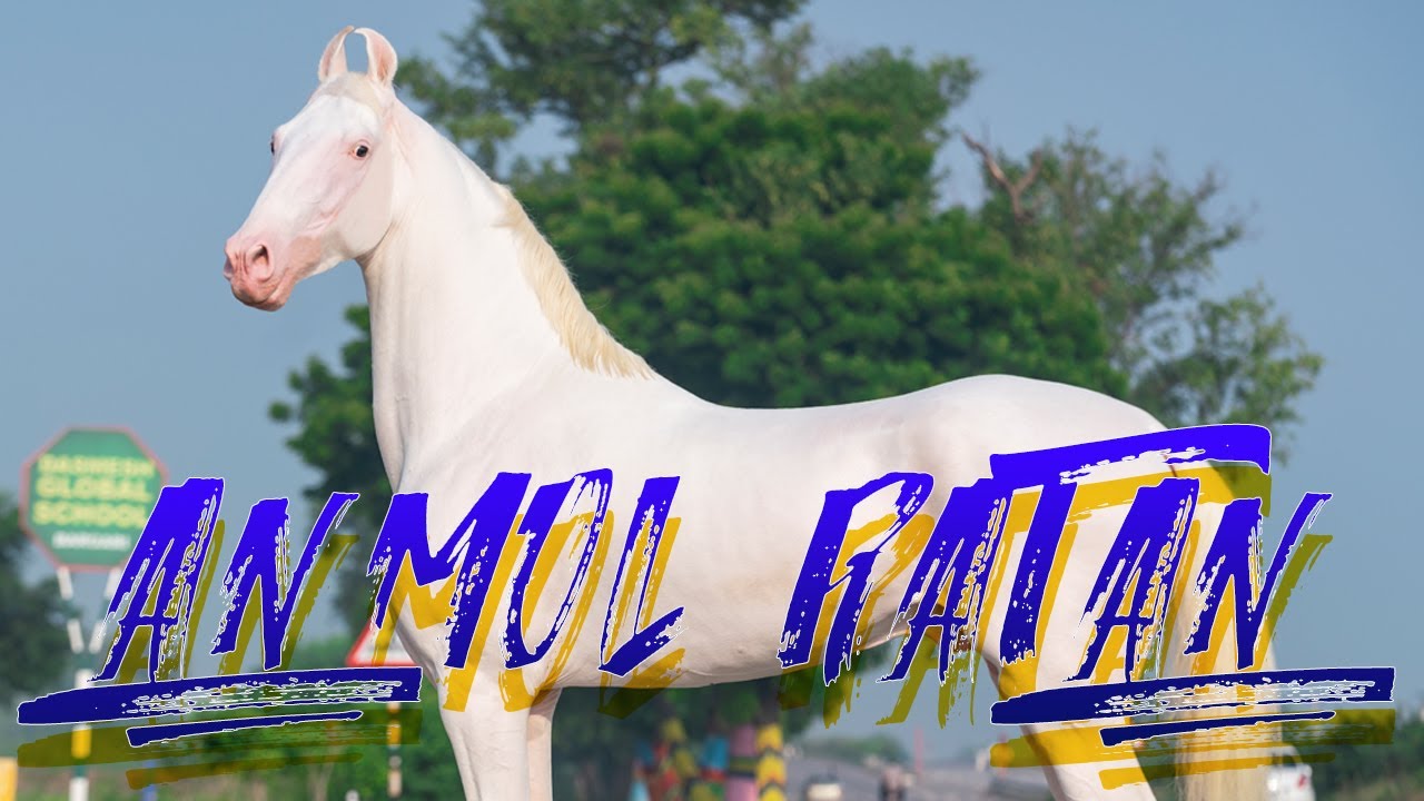 NUKRA HORSE II STALLION ANMOL RATTAN II DHILLON BROTHER'S STUD FARM II