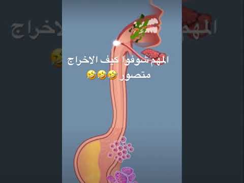 عملية الاخراج بجسم الانسان