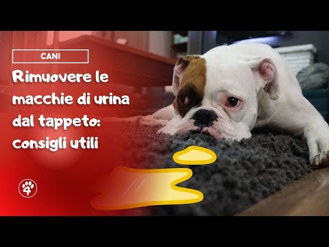 Video: Suggerimenti per la pulizia delle macchie di cane dal tappeto