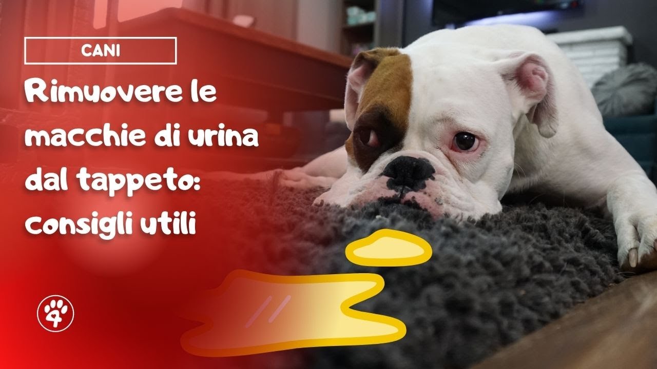 Rimuovere le macchia di urina dal tappeto: consigli utili | Amoreaquattrozampe