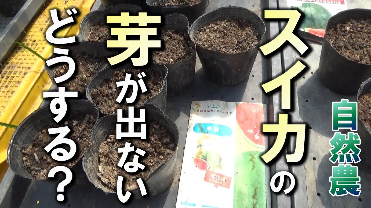 【自然農】スイカの芽が出ない・・・どうする？　2024年5月13日【natural farming】