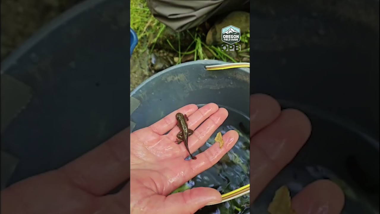 These coastal tailed frogs are in the middle of metamorphosis 🐸