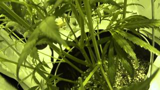 Day 7 Flower Medical Marijuana Age Old Test