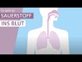 Wie funktioniert die lunge  stiftung gesundheitswissen