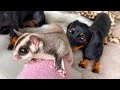 Sugar Gliders & mini Dachshunds.