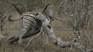 A very Itchy Belly screenshot 5
