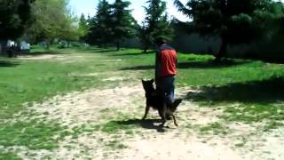 Dog Training in Sacramento Dog Park - Dog Trainer by Dog Trainer 11 views 9 years ago 2 minutes, 22 seconds