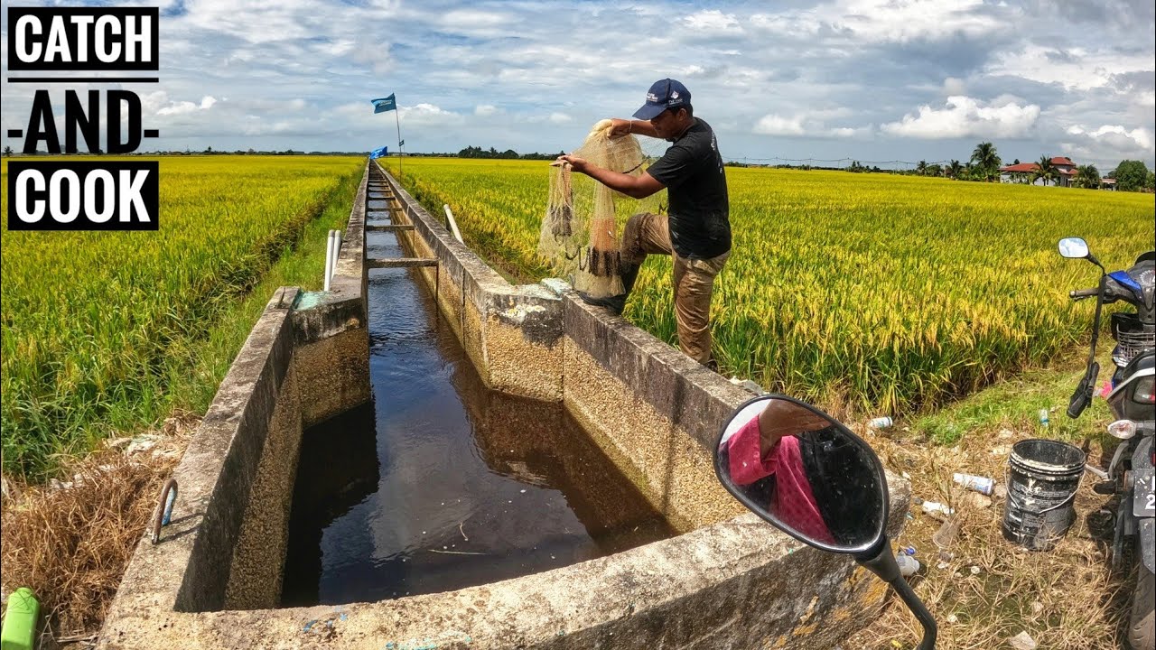 Rezeki Dapat Baung Besar!!Catch and Cook!!