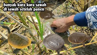 BANYAK KURA KURA SAWAH SETELAH PANEN PADI