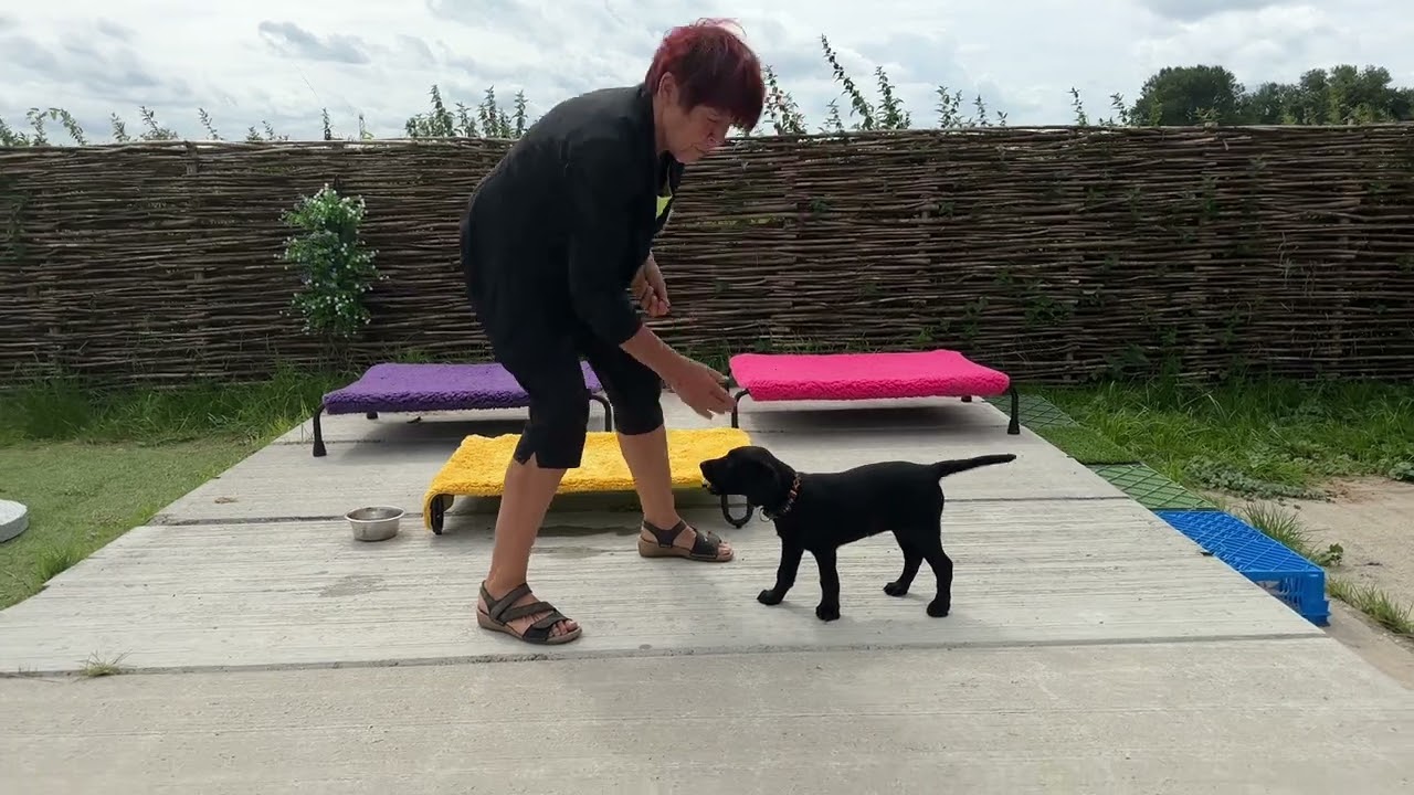 2 Hoe leer je jouw hond de 'touch' aan?