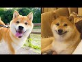 Shiba Inu — Funny And Cute Videos And Tik Toks Compilation