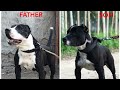 Father Tyson with son Junior Tyson punjab de pitbulls famous star