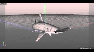 Hammerhead Shark First Animation Test