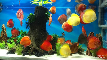 Cá dĩa vàng abino nó đẹp