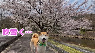 桜吹雪が被毛吹雪になってしまった柴犬はこちらです