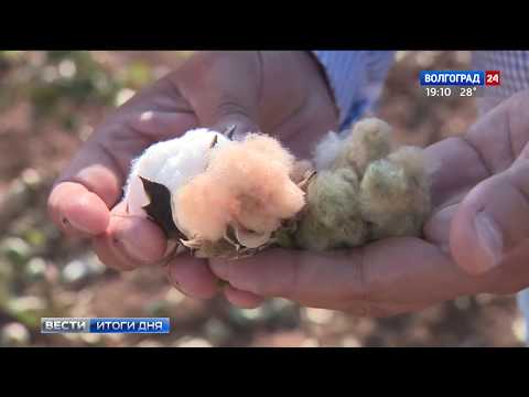 Волгоградские ученые вырастили цветной хлопчатник