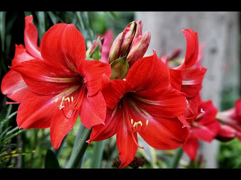 Vidéo: Variétés D'hippeastrum (41 Photos): Caractéristiques Des Variétés Charisma, Papilio Butterfly, Royal Red Et Tosca, Variétés Orange Et Rose D'hippeastrum