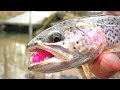 Trout Catch & Cook in my Van!!! VAN LIFE!