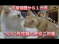 ガリガリ子猫保護から１カ月経ちました！先住猫との完全ご対面チャレンジ！