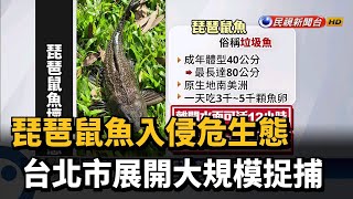 琵琶鼠魚入侵危生態台北市展開大規模捉捕－民視新聞 